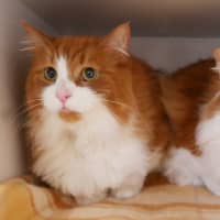 Photo of Ronnie Sua013145 & Oska Sua013144