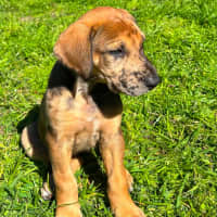 Photo of Kasha