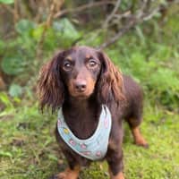 Photo of Fifi
