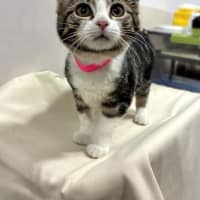 Photo of Rosie
