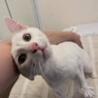 Photo of Soymilk