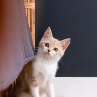 Photo of Blossom