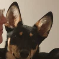Photo of Ally   6 Month Old Kelpie X