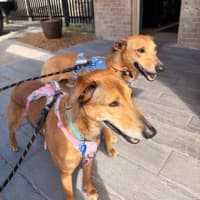 Photo of Snickers & Caramel