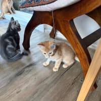 Photo of Ducky Meet Me At Petstock Keysborough