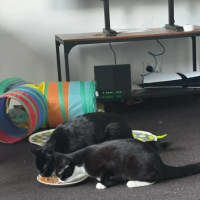 Photo of Morgan *9 Lives Project Rescue*