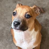 Photo of Lemon