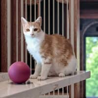 Photo of Layla * 9 Lives Project Rescue*