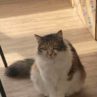 Photo of Cherry