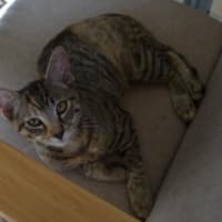 Photo of Lola   4 Month Old Domestic Medium Hair