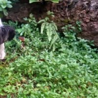 Photo of Pippin