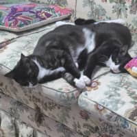 Photo of Nora & Oskar *9 Lives Project Rescue*