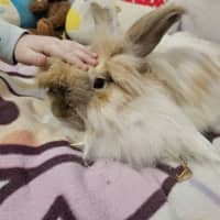 Photo of Cotton Candy (W Pebbles)