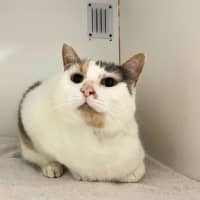 Photo of Rosey