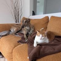 Photo of Roz, The Cat Friendly Greyhound