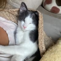 Photo of Alfred A.K.A Alfredino