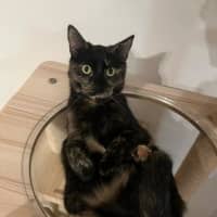 Photo of Meeko