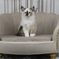 Photo of Chanel
