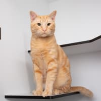 Photo of Grilled Cheese