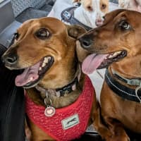 Photo of Harry / Sally