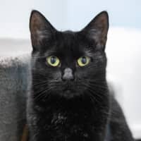 Photo of Princess Pretticoat