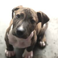 Photo of Snoopy 
