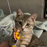 Photo of Sadie