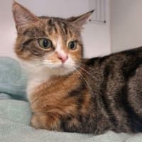 Photo of Mercedes