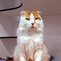 Photo of Ginger Sua014051