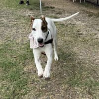 Photo of Stella