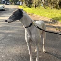 Photo of Lucy   4 Year Old Greyhound