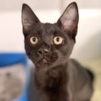 Photo of Bagheera
