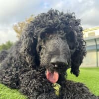 Photo of Scottie