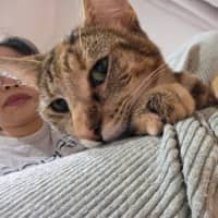 Photo of Florence *9 Lives Project Rescue*