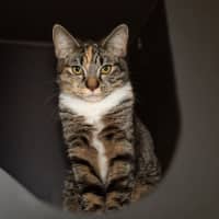 Photo of Thistlewhisp