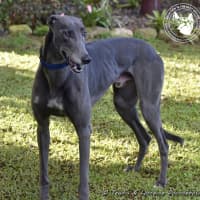 Photo of Froggy (Poppy Ed)