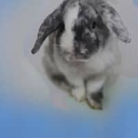 Photo of Pickles 