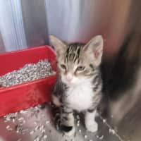 Photo of Pip