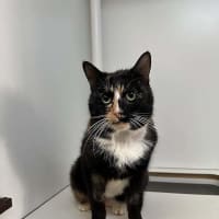 Photo of Honey