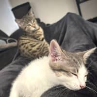 Photo of Toby (Short For Dweezlewamba)