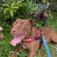 Photo of 🐶 Jeff 🐶