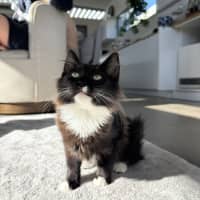Photo of Tulli   13 Week Old Domestic Medium Hair