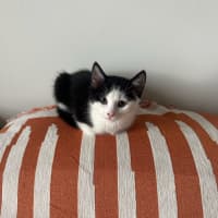Photo of Dumpling