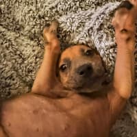 Photo of Beanie Weanie 