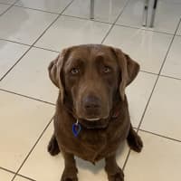 Photo of Gigi   4 Year Old Labrador
