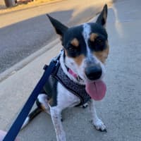 Photo of Pepsi (Was Audrey)