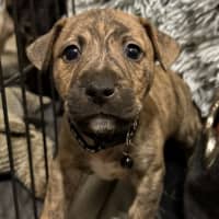 Photo of Collar Black