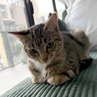 Photo of Turbo Snail