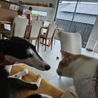 Photo of Betsy, The Cat Friendly Greyhound