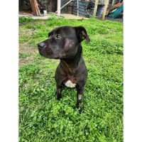Photo of Gordie *$350 Adoption Fee*